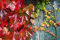 50 Graines Parthenocissus tricuspidata, Boston Ivy, Japanese Creeper seeds