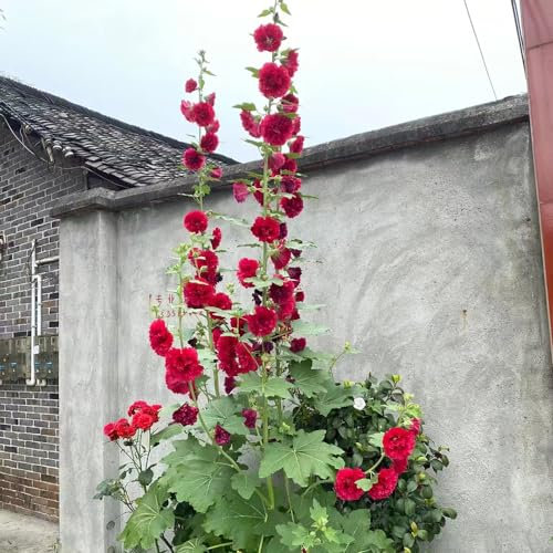 stockrosen samen winterhart mehrjährig - 200 pcs rot stockrose blumensamen bonsai samen, Alcea rosea, bodendecker winterhart wildblumensamen exotische pflanzen, nachhaltige geschenke