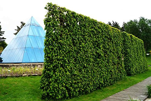 Hainbuchenhecke - Hainbuche Heckenpflanzen - Carpinus betulus Wurzelware Containerware Ballenware, floranza® (Containerware, 100-120 cm)