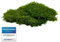 GJS Moos-Platten – Plattenmoos in 100g/200g/500g – echte, konservierte, Matten/Flachmoos zum Basteln, Deko-Moos, Moosbild, Mooswand (200g)