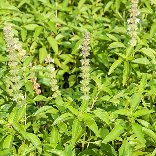 Indisches Basilikum ca. 300 Samen - Ocimum sanctum, auch heiliges Basilikum oder Tulsi genannt