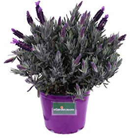 Pianta di Lavanda Stoechas Pianta di Lavandula Stoechas pianta da esterno pianta ornamentale pianta antizanzare pianta pianta vera venduta da eGarden.store