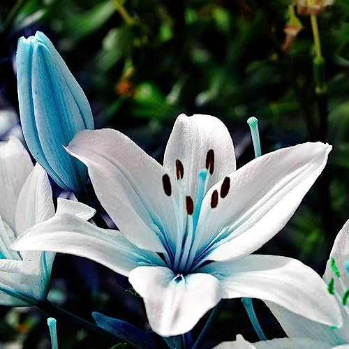 Semi di giglio blu, 300 semi di semi fiorenti resistenti alle malattie semi di fiori blu accattivanti fiore albero da frutto semi di ortaggi Semi Di Giglio Blu