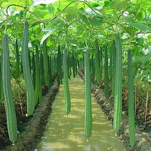 100 Stück/Beutel Luffa-Samen, gentechnikfrei, einfach zu pflanzen, schöne Gemüsesamen für drinnen und draußen, Blumen-, Obstbaum- und Gemüsesamen Samen