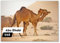 Kühlschrankmagnet Abu Dhabi 11