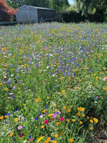 Annual Seed Mat Carpet - No Grass - for Bees and Butterflies- 3m - 5m - Pick Your Length (3m)