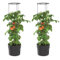BirnePower 2X Tomatentopf Blumentopf Tomatenkübel 18L Topf für Tomatenpflanzen Tomatenzüchter mit Wasserspeicher Pflanzkübel mit Rankhilfe Rangitter Ø 35 cm H 127 cm