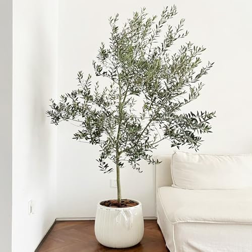 Acquista semi di ulivo piante in vaso semi di piante da giardino perenni da giardino albero interno - rare - decorazione del balcone comprare alberi esterno all'esterno ulivo vasi per 16pcs