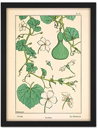 Verneuil Ornamental Gourd Squash Plant Design Artwork Framed Wall Art Print 18X24 Inch