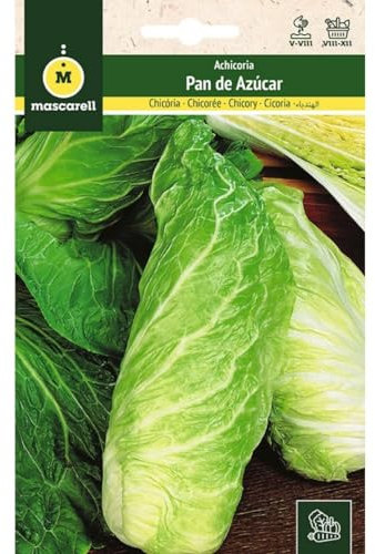 Mascarell Semillas, ACHICORIA, Semillas Huerto, ACHICORIA PAN DE AZUCAR, Crea tu Propio Huerto Urbano y Cultivo en Casa, Plantas Hortícolas, 6 Gramos