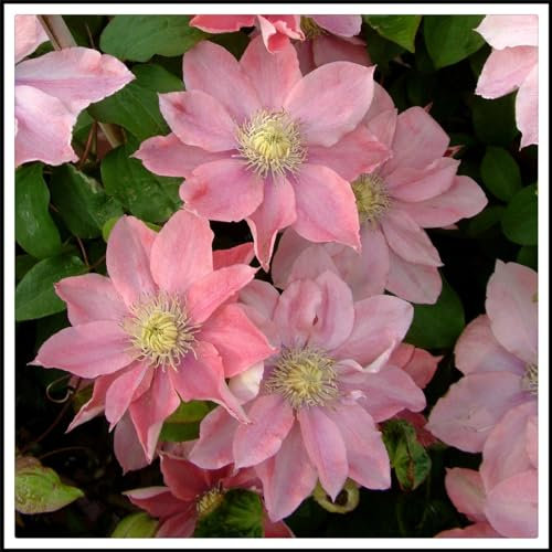 Clematis zwiebeln mix,Clematis pflanze,Clematis Knollen winterharte mehrjährige Kletterpflanze, dekorativer Garten, blühend im Frühling-10zwiebeln-A