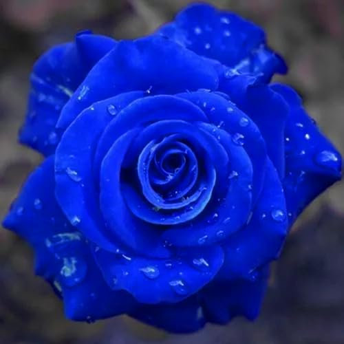 Blaue Rosen Samen – Seltene Blue Rose Flower Seeds für Garten & Topf | Dunkelblaue Kletterrosen Samen für Outdoor Rose Bush & Dekoration (50 Stück)