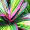1 x Cordyline Kiwi en Pot à Vendre | Plante d'Intérieur de 30 à 40 cm pour la Maison ou le Bureau