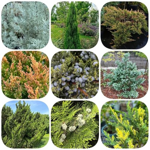 semi di cipresso - cipresso colonnare - piantare semi, piantare alberi semi resistenti piante di cipresso, albero dei bonsai, piante in crescita Semi di alberi, semi di bonsai da 50pcs