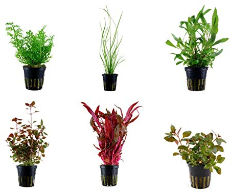 Tropica Hintergrund Set mit 6 Topf Pflanzen Aquariumpflanzenset Nr.27 Wasserpflanzen Aquarium Aquariumpflanzen