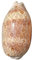 HIFRQVVC Coquillage Naturel,Coquillages de Plage, Coquillages 6-9 cm spécimen Escargot naturellement Beau for fête Mariage décorations for la Maison Accessoires(7~8cm)