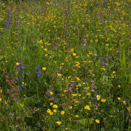 Schattenblumen-Mischung | 100g - 50m2 | Mehrjährig und winterhart | 14 Schattentolerante Blumen | Wildblumenwiese im Schatten | Höhe: 20-100 cm | einheimische Arten | Insektennahrung | Pflegeleicht