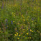 Schattenblumen-Mischung | 100g - 50m2 | Mehrjährig und winterhart | 14 Schattentolerante Blumen | Wildblumenwiese im Schatten | Höhe: 20-100 cm | einheimische Arten | Insektennahrung | Pflegeleicht