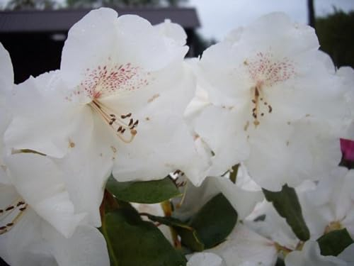 Rhododendron williamsianum Gartendirektor Rieger - Rhododendron Hybride - 25-30cm