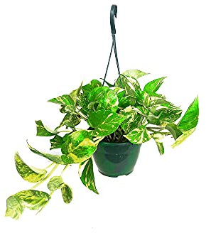 PLANTA NATURAL POTHO M15 COLGANTE PLANTA NATURAL PERFECTA PARA INTERIOR