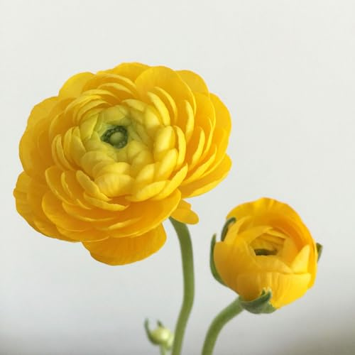 Ranunkelzwiebel, Butterblumenzwiebel, Winterhart Mehrjährig,Pflegeleicht,Runde KugelblüTenform，Wasserbedarf Gering,Blumenzwiebeln, Ranunkeln Zwiebeln Winterhart-5zwiebeln-B