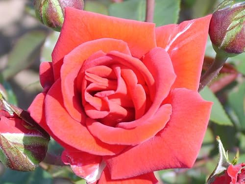 Love Knot - Red Climbing Patio Rose - 4L Potted