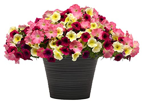 WmHeoo2077 Blumensamen mehrjährig,Doppelblättrige hängende Blumensamen, einfach zu lebende Blumensamen der Vier Jahreszeiten, gemischte Farbe, 500 g,Mehrjährig Blumen