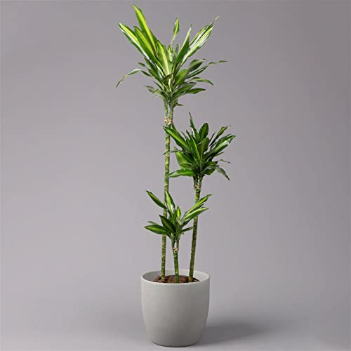 Duftender Drachenbaum 'Cintho', Topf-Ø 24 cm, Höhe ca. 150 cm