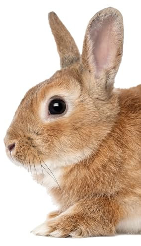 Fensterbild neugieriges Kaninchen I selbsthaftend wiederverwendbar I dv1407