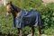 Ekkia Riding World Outdoordecke Weidedecke ECO 600D Marineblau 50g, Deckengröße 5'9/125cm
