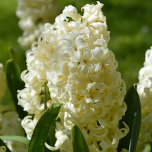 Giacinto bulbo.Giacinto d acqua pianta.Bulbi autunnali giacinto.Pianta perenne, sempreverde e resistente. Fiori perenni.-5 bulbo-D