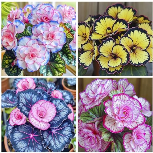 120+ Mix Begonia Seeds for Planting-Non-GMO Heirloom Plant Seeds Garden Outdoor
