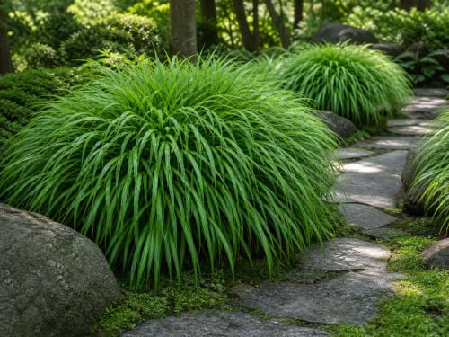Stauden Gänge 3 x Hakonechloa macra Japanisches Berggras winterhart | Japanisches Berggras – winterhartes Ziergras für Halbschatten bis Schatten, mehrjährig, überhängend, 1 L Topf (11x11 cm)