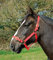 Rhinegold 0 Nylon Headcollar-Cob-Red Halfter, rot