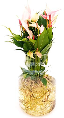 POWERS TO FLOWERS - ANTHURIUM ROSA IN VASO VETRO, COLTIVATO IN IDROCULTURA, pianta vera