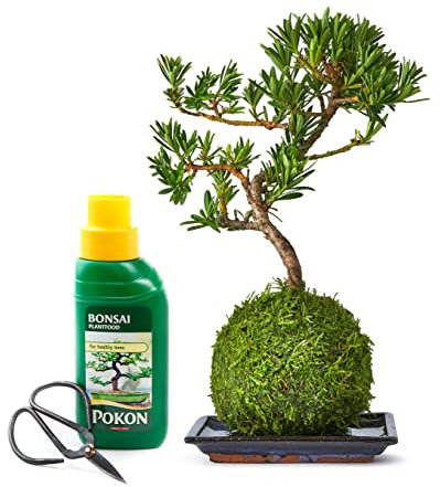 Tranquil Plants Home Decor Bonsai Tree Pine Kokedama House Plant With Fertilized Green Moss Ball For Bedroom -Office Desk Decor Indoor House Plants Gardening Gifts-10year (Plant, Tray, Scissor & Feed)