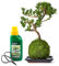 Tranquil Plants Home Decor Bonsai Tree Pine Kokedama House Plant With Fertilized Green Moss Ball For Bedroom -Office Desk Decor Indoor House Plants Gardening Gifts-10year (Plant, Tray, Scissor & Feed)