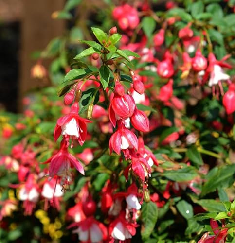 Fuchsie Lady Thumb - großer Topf - Fuchsia