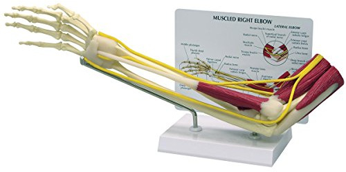 GPI Anatomicals 1850 Ellenbogen Modell mit Muskeln