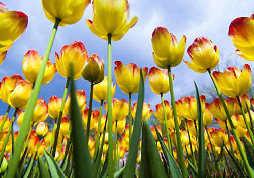 wandmotiv24 Fototapete Tulpen 2, M 250 x 175 cm - 5 Teile, Wanddeko, Wandbild, Wandtapete, Blumen, Feld, Natur M1029