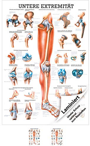 Rüdiger Untere Extremität Lehrtafel Anatomie 100x70 cm medizinische Lehrmittel