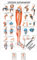 Rüdiger Untere Extremität Lehrtafel Anatomie 100x70 cm medizinische Lehrmittel