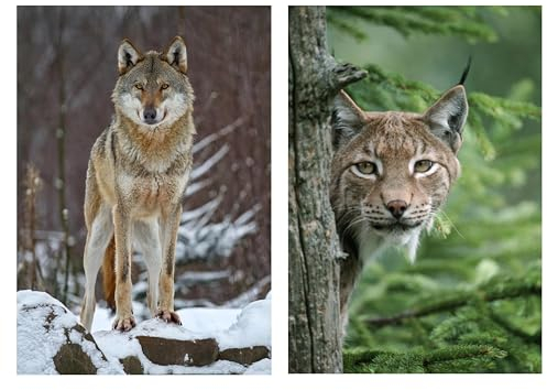 Edition Colibri WOLF & LUCHS Postkarten, Tierpostkarten Ansichtskarten Tiere aus Deutschland (10638)