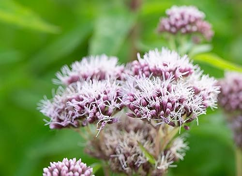 PondPlantsUK - 2 x Bog Plants - Including a Pot and Compost - Live Water Plant Aquatic Pond Lake Marginal (Eupatorium Cannabinum)