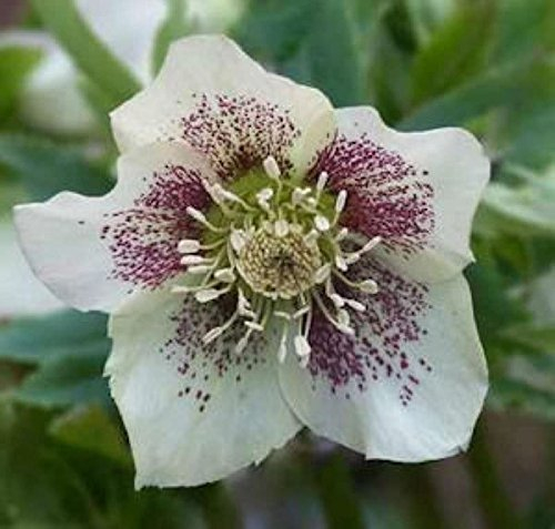 Christrose Lenzrose White Spotted Lady - Helleborus orientalis - Gartenpflanze
