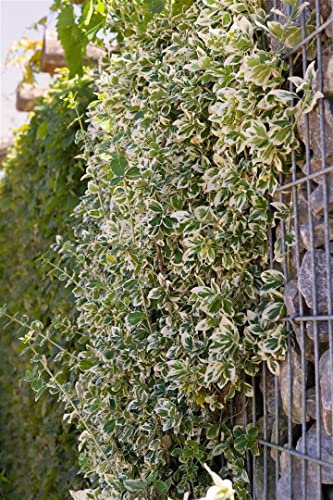 Euonymus fortunei 'Emerald Gaiety' 40 cm Stammhöhe - Kriechspindel, grün-weiße Blätter, immergrün, ideal für Kübel und Beete, pflegeleicht und winterhart