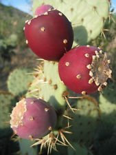 Seeds Opuntia ficus indica Nopal commestibile Cactus Juice Nopalea nopalina Seed 50 Semi R: Seeds not a live plants