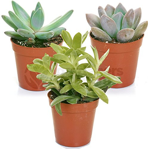 Mélange de succulentes – 3 plantes – Maison/Bureau Plante d’intérieur en pot Cadeau parfait