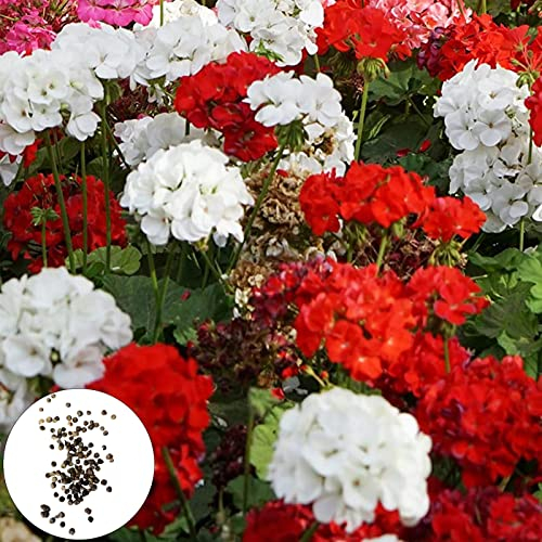 Blumensamen, Geraniensamen, 50 Stück/Beutel Geraniensamen, mehrjährig, blühend, witterungsbeständig, duftend, bunt, Blumensamen, Gartenbedarf, mehrfarbig