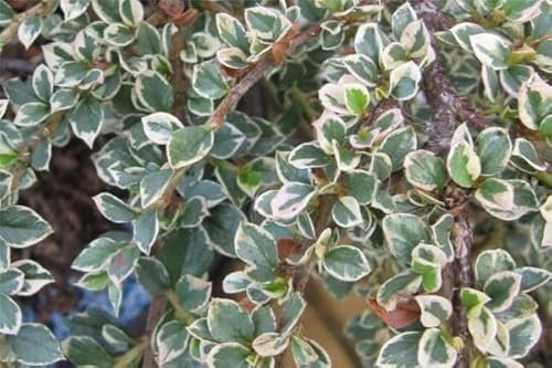 Cotoneaster horizontalis Variegatus - weißbunte Fächer-Zwergmispel